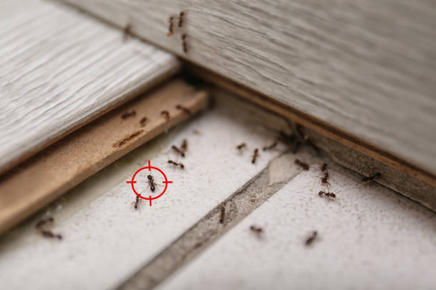 Best Rat Extermination Near Me  in Crosby, MN
