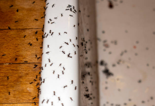 Best Flea Control Services  in Crosby, MN
