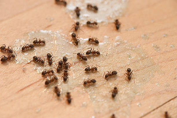 Best Wildlife Control Services  in Crosby, MN