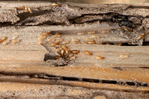 Professional Pest Control in Crosby, MN